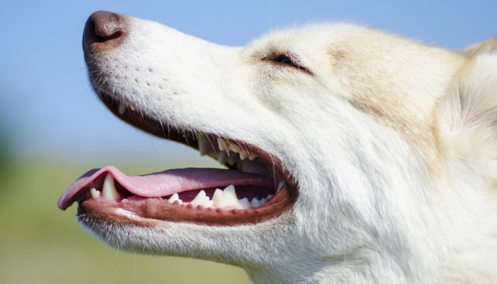 The Benefits of Brushing Your Canines Enamel Every Day