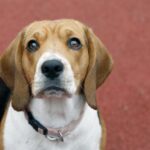 5 Canine Coaching Classes I Discovered The Exhausting Means