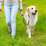 How I Stopped My Canine From Pulling on the Leash