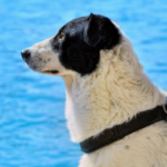 10 Swimming Safety Options for Your Canine