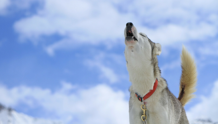 Why Do Canine Howl? – Pet Leaks