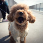 The 5 Sorts of Canine Articles I am Bored with Seeing
