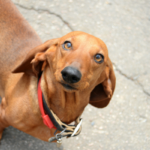 Researchers Are Utilizing Youtube Movies to Research Canine Bites